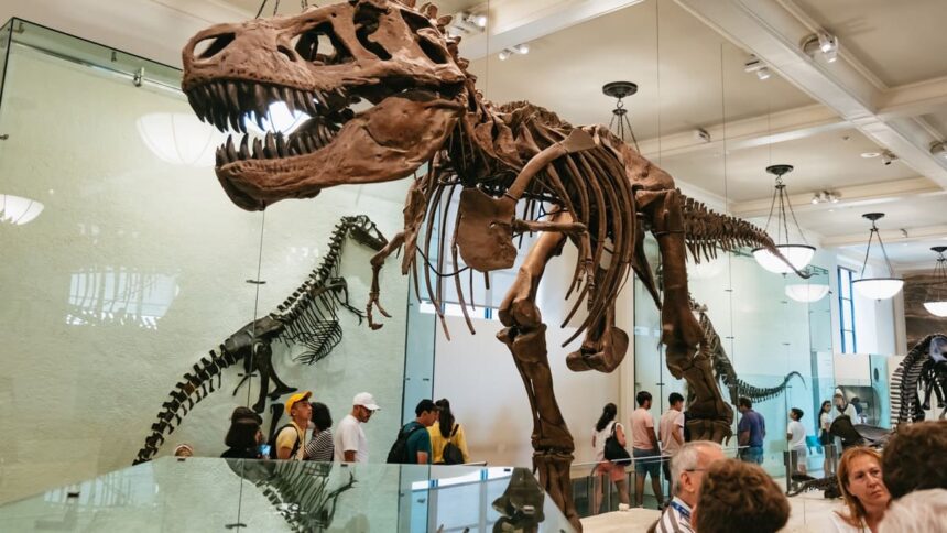 Le squelette de tyrannosaure dressé dans la salle des fossiles du musée américain d'histoire naturelle, entouré de visiteurs