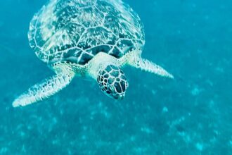 Tortue verte nageant au-dessus des fonds clairs dans une eau turquoise, aux Antilles
