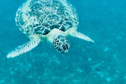 Tortue verte nageant au-dessus des fonds clairs dans une eau turquoise, aux Antilles