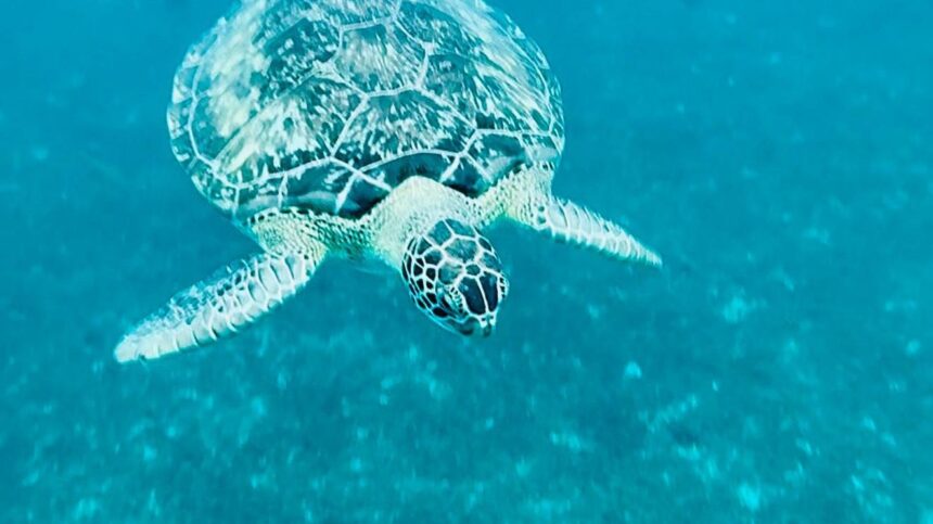 Tortue verte nageant au-dessus des fonds clairs dans une eau turquoise, aux Antilles