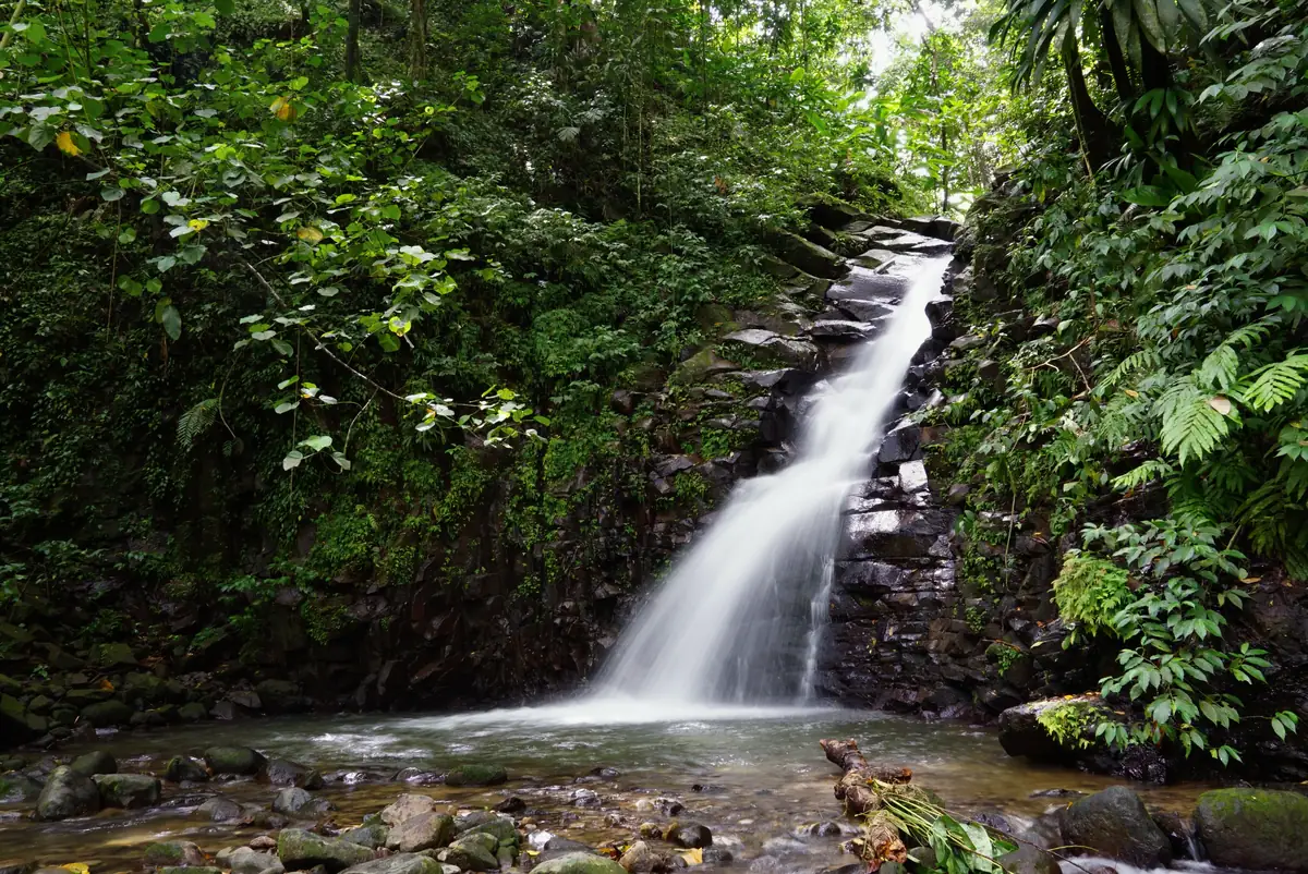 Quand partir aux Caraïbes : le guide complet, mois par mois et île par île 3 Une cascade tombant dans un bassin au coeur de la forêt tropicale caraïbe