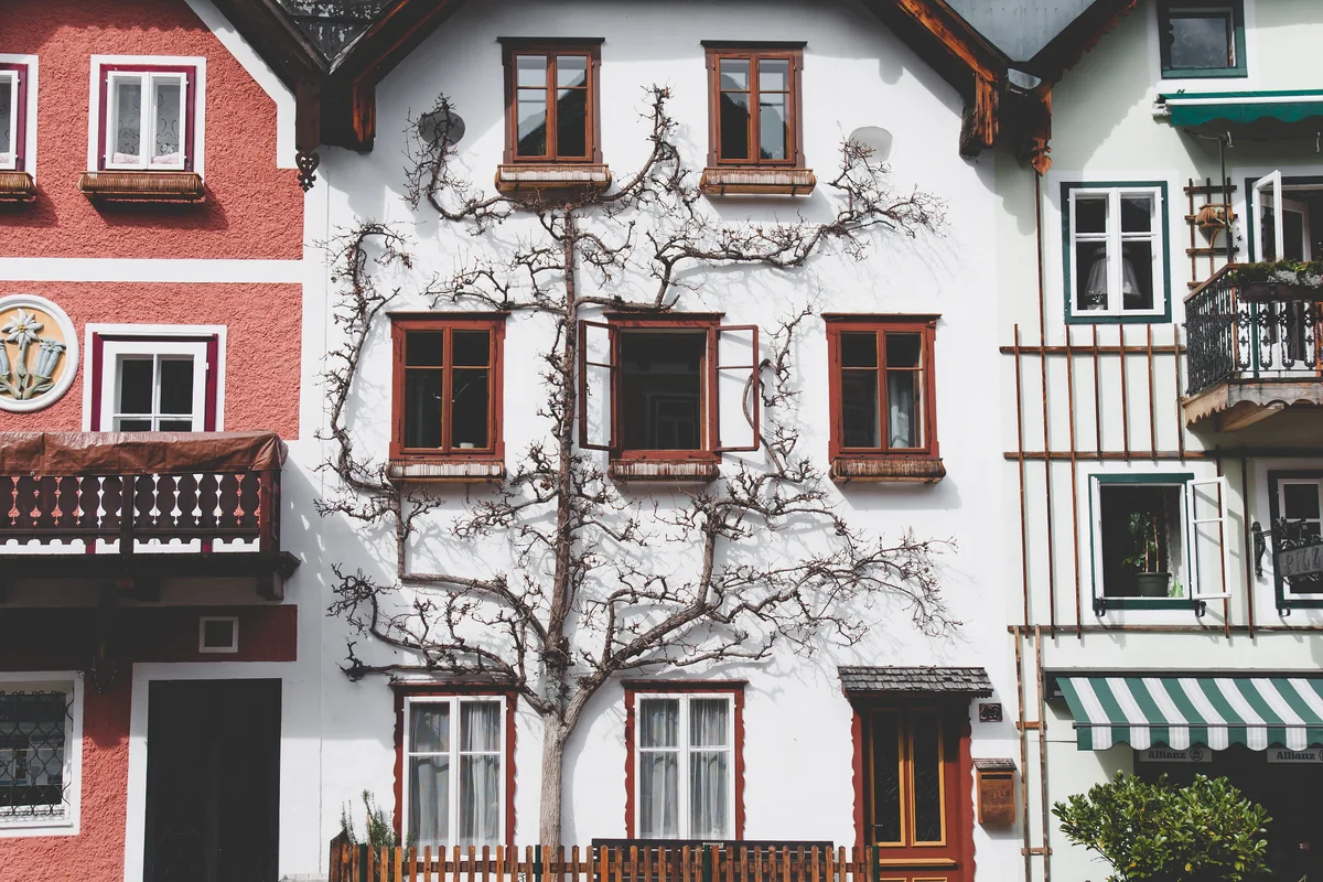 Hallstatt : visiter le village autrichien face à son succès 3 Une façade de maison à Hallstatt, son arbre en espalier taillé contre le mur clair et ses volets rouges