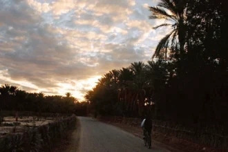 Palmeraie de l'oasis de Tozeur au coucher du soleil, dans le sud tunisien