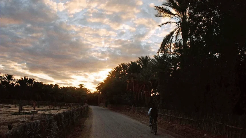 Palmeraie de l'oasis de Tozeur au coucher du soleil, dans le sud tunisien