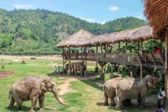 Éléphants en liberté dans une vallée boisée, observés depuis une passerelle en hauteur près de Chiang Mai
