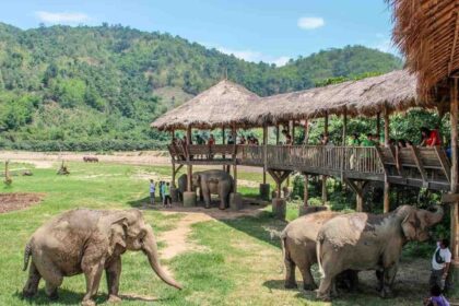 Éléphants en liberté dans une vallée boisée, observés depuis une passerelle en hauteur près de Chiang Mai