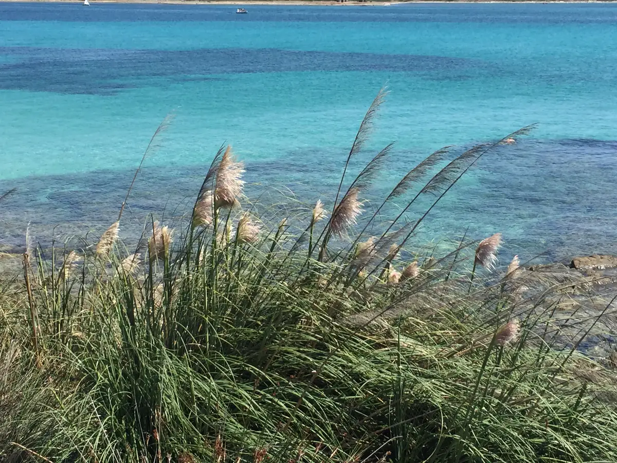 Les eaux turquoise d'une crique sarde vues à travers les herbes hautes de la dune