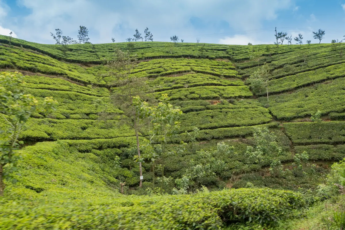 Sri Lanka : le guide complet pour préparer son voyage 2 Les plantations de thé du Sri Lanka étagées en terrasses sur les collines