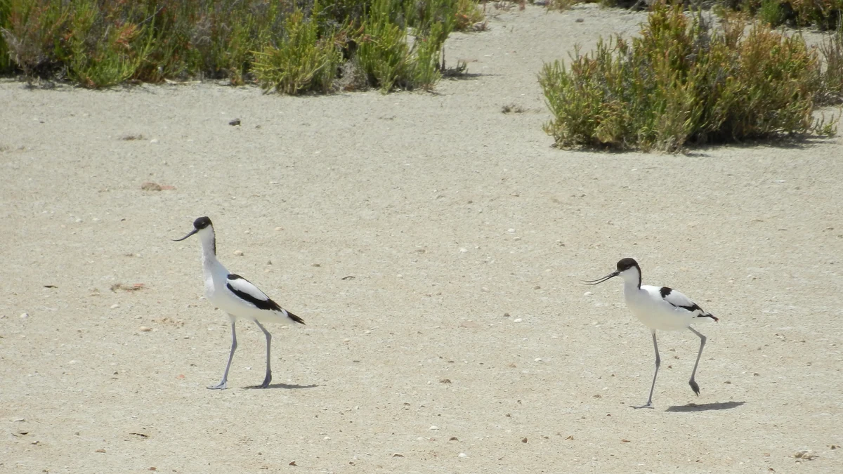 Tavira, l'île de l'Algarve qui ne se rejoint qu'en bateau 3 Des avocettes sur un banc de sable de la Ria Formosa, près de Tavira