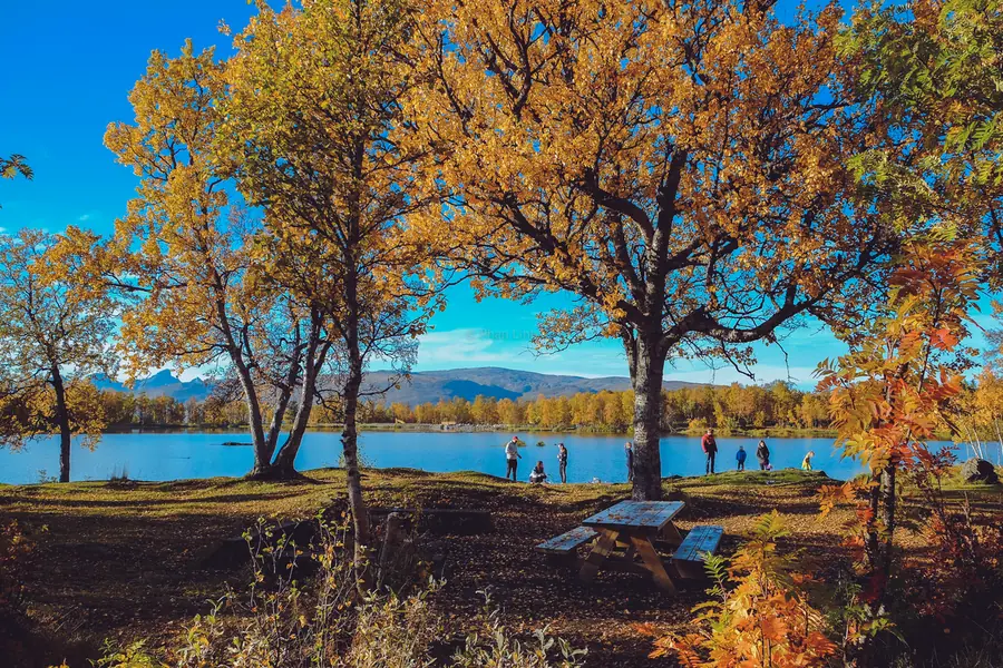 Aurore boréale Norvège : où et quand partir pour maximiser vos chances 3 Des bouleaux aux feuilles dorées au bord d'un lac près de Tromsø, sous un ciel bleu d'automne