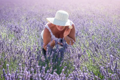 Une femme au chapeau de paille accroupie dans un champ de lavande en fleur sur le plateau de Valensole