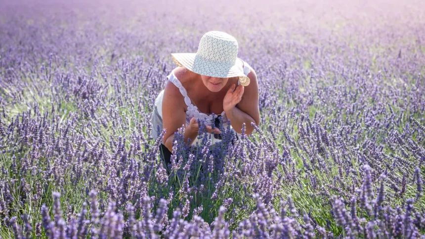 Une femme au chapeau de paille accroupie dans un champ de lavande en fleur sur le plateau de Valensole