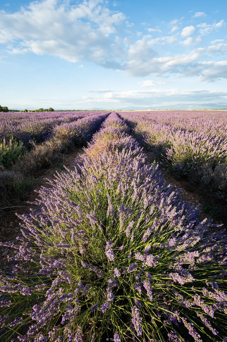 Champs de lavande en Provence : où et quand les voir vraiment 3 Les lignes régulières d'un champ de lavande de Valensole convergeant vers le ciel