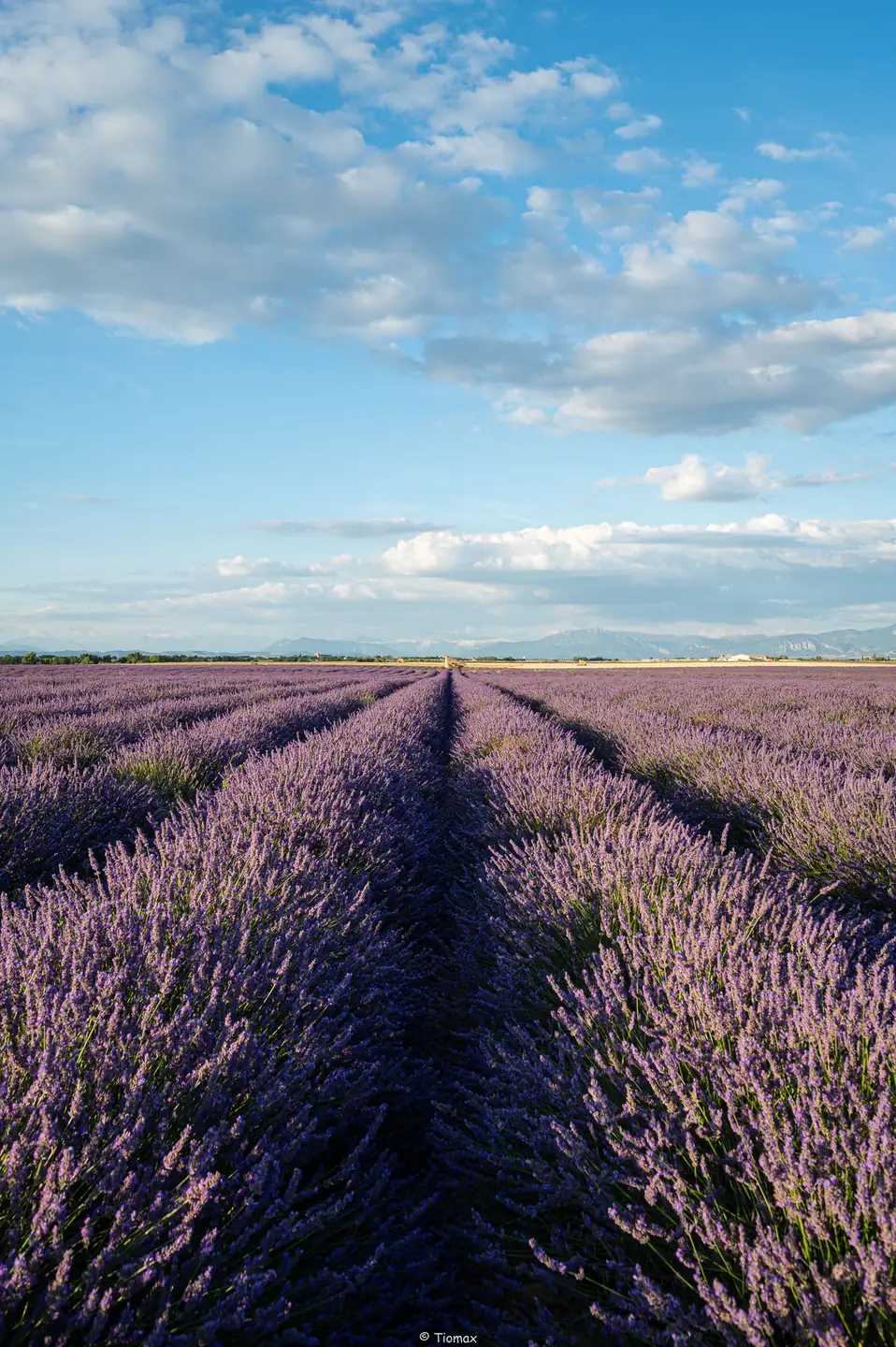 Champs de lavande en Provence : où et quand les voir vraiment 2 Les rangées de lavande du plateau de Valensole filant vers l'horizon