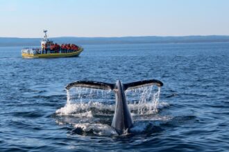Observation des baleines a Tadoussac