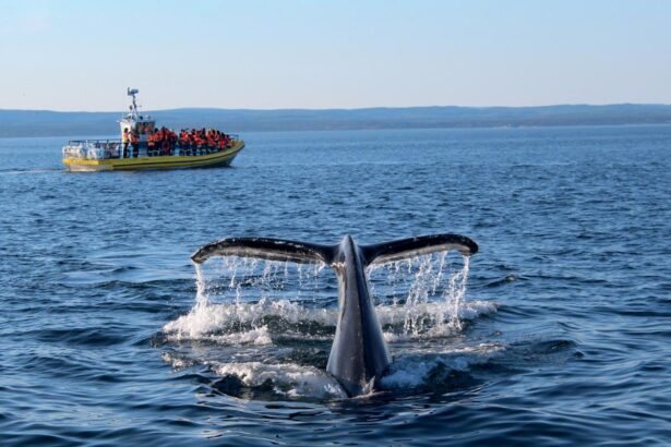 Observation des baleines a Tadoussac